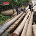 Proposal Pengajuan Perbaikan Jembatan Tidak Direspon, Warga Desa Tanjungjaya Perbaiki Jembatan Gunakan Pohon Kelapa