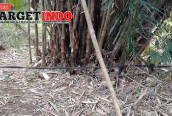 Diduga Lalai Dalam Perawatan, Kabel PLN Di Wilayah Kecamatan Munjul Mengancam Keselamatan Warga