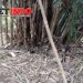 Diduga Lalai Dalam Perawatan, Kabel PLN Di Wilayah Kecamatan Munjul Mengancam Keselamatan Warga